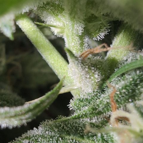 Agnes - Afgooey, (The Seed Fair), 28%, 30/70, (71d/74d/7-9w)459w/ growlog timeline photo