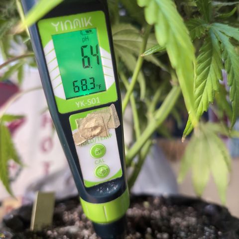 Agnes - Afgooey, (The Seed Fair), 28%, 30/70, (71d/74d/7-9w)459w/ growlog photo: She started at 7.0.