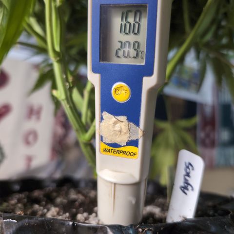 Agnes - Afgooey, (The Seed Fair), 28%, 30/70, (71d/74d/7-9w)459w/ growlog timeline photo