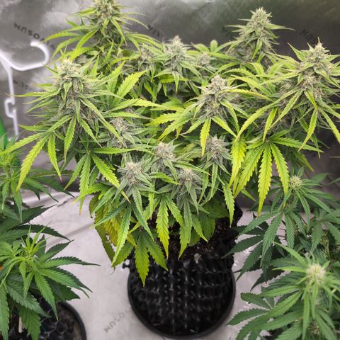 Agnes - Afgooey, (The Seed Fair), 28%, 30/70, (71d/74d/7-9w)459w/ growlog timeline photo