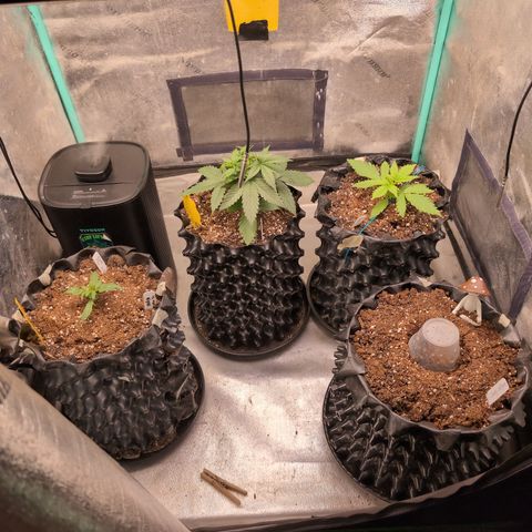 Agnes - Afgooey, (The Seed Fair), 28%, 30/70, (71d/74d/7-9w)459w/ growlog timeline photo