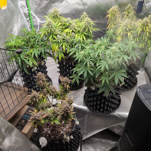 Agnes - Afgooey, (The Seed Fair), 28%, 30/70, (71d/74d/7-9w)459w/ growlog timeline photo
