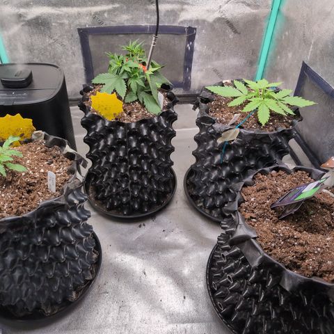 Agnes - Afgooey, (The Seed Fair), 28%, 30/70, (71d/74d/7-9w)459w/ growlog timeline photo
