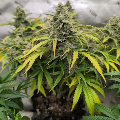 Agnes - Afgooey, (The Seed Fair), 28%, 30/70, (71d/74d/7-9w)459w/ growlog timeline photo