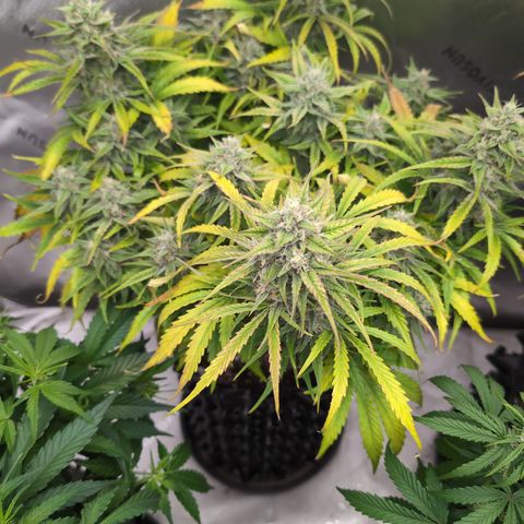 Agnes - Afgooey, (The Seed Fair), 28%, 30/70, (71d/74d/7-9w)459w/ growlog timeline photo