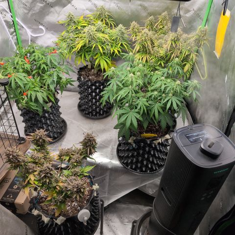 Agnes - Afgooey, (The Seed Fair), 28%, 30/70, (71d/74d/7-9w)459w/ growlog timeline photo