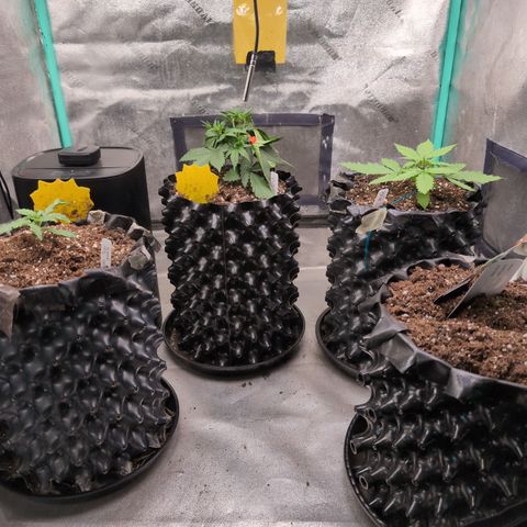 Agnes - Afgooey, (The Seed Fair), 28%, 30/70, (71d/74d/7-9w)459w/ growlog timeline photo