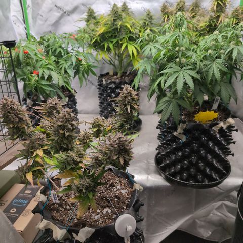 Agnes - Afgooey, (The Seed Fair), 28%, 30/70, (71d/74d/7-9w)459w/ growlog timeline photo