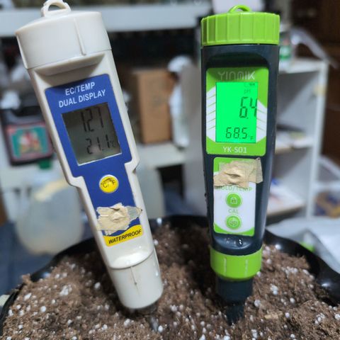 Agnes - Afgooey, (The Seed Fair), 28%, 30/70, (71d/74d/7-9w)459w/ growlog photo: Preparing for Wanda
