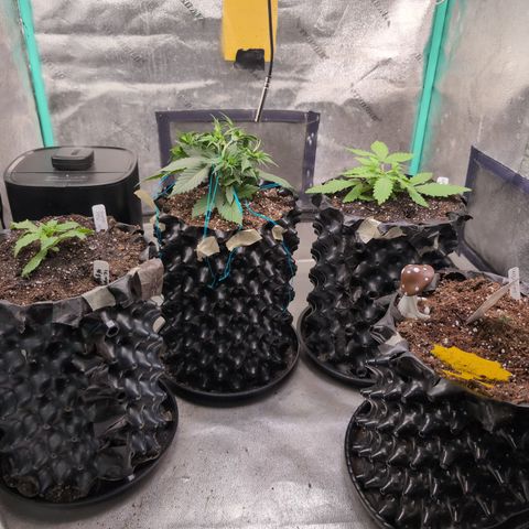 Agnes - Afgooey, (The Seed Fair), 28%, 30/70, (71d/74d/7-9w)459w/ growlog timeline photo