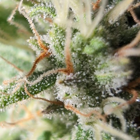 Agnes - Afgooey, (The Seed Fair), 28%, 30/70, (71d/74d/7-9w)459w/ growlog timeline photo