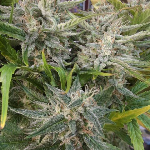 Agnes - Afgooey, (The Seed Fair), 28%, 30/70, (71d/74d/7-9w)459w/ growlog timeline photo