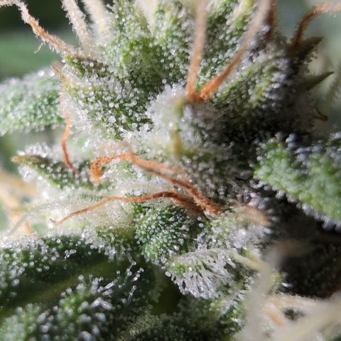 Agnes - Afgooey, (The Seed Fair), 28%, 30/70, (71d/74d/7-9w)459w/ growlog timeline photo
