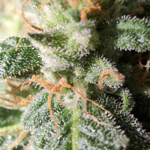 Agnes - Afgooey, (The Seed Fair), 28%, 30/70, (71d/74d/7-9w)459w/ growlog timeline photo