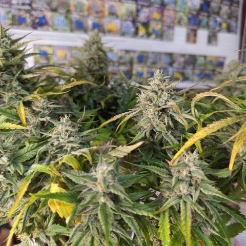 Agnes - Afgooey, (The Seed Fair), 28%, 30/70, (71d/74d/7-9w)459w/ growlog timeline photo