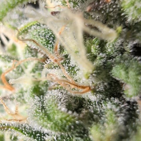 Agnes - Afgooey, (The Seed Fair), 28%, 30/70, (71d/74d/7-9w)459w/ growlog timeline photo