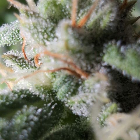 Agnes - Afgooey, (The Seed Fair), 28%, 30/70, (71d/74d/7-9w)459w/ growlog timeline photo