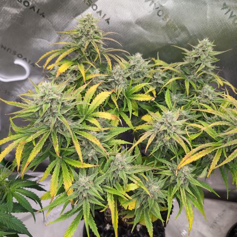 Agnes - Afgooey, (The Seed Fair), 28%, 30/70, (71d/74d/7-9w)459w/ growlog timeline photo