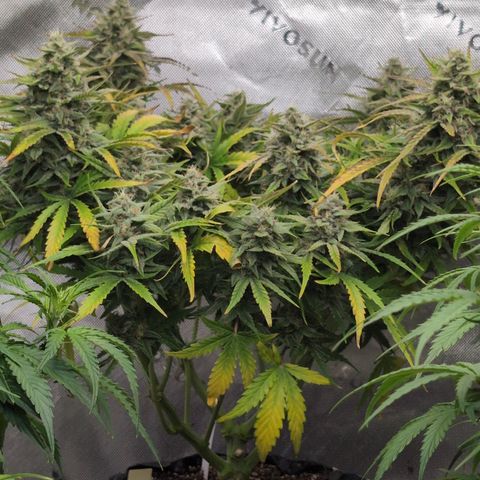 Agnes - Afgooey, (The Seed Fair), 28%, 30/70, (71d/74d/7-9w)459w/ growlog timeline photo