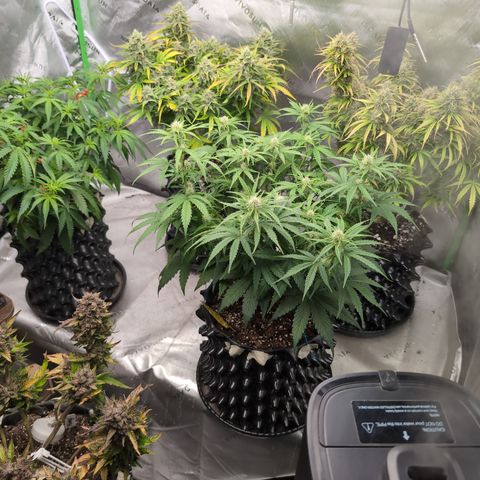 Agnes - Afgooey, (The Seed Fair), 28%, 30/70, (71d/74d/7-9w)459w/ growlog timeline photo