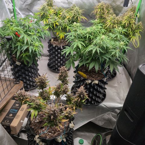 Agnes - Afgooey, (The Seed Fair), 28%, 30/70, (71d/74d/7-9w)459w/ growlog timeline photo
