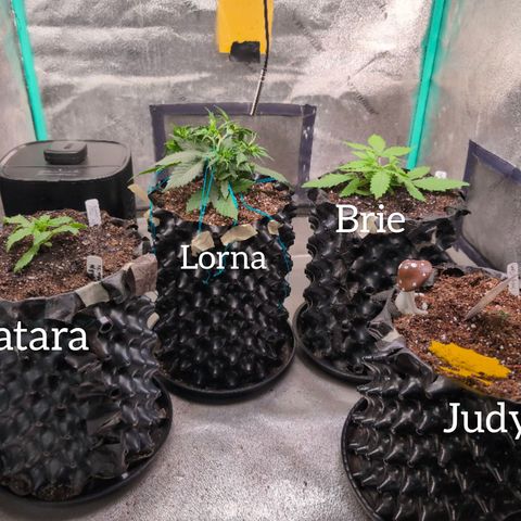 Agnes - Afgooey, (The Seed Fair), 28%, 30/70, (71d/74d/7-9w)459w/ growlog timeline photo