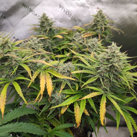 Agnes - Afgooey, (The Seed Fair), 28%, 30/70, (71d/74d/7-9w)459w/ growlog timeline photo