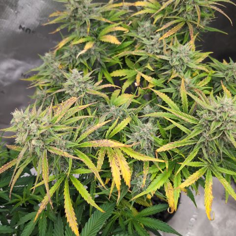 Agnes - Afgooey, (The Seed Fair), 28%, 30/70, (71d/74d/7-9w)459w/ growlog timeline photo