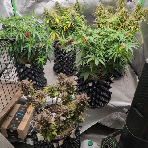 Agnes - Afgooey, (The Seed Fair), 28%, 30/70, (71d/74d/7-9w)459w/ growlog timeline photo