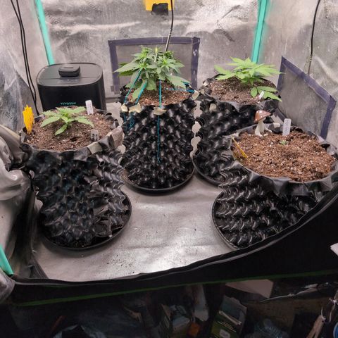 Agnes - Afgooey, (The Seed Fair), 28%, 30/70, (71d/74d/7-9w)459w/ growlog timeline photo