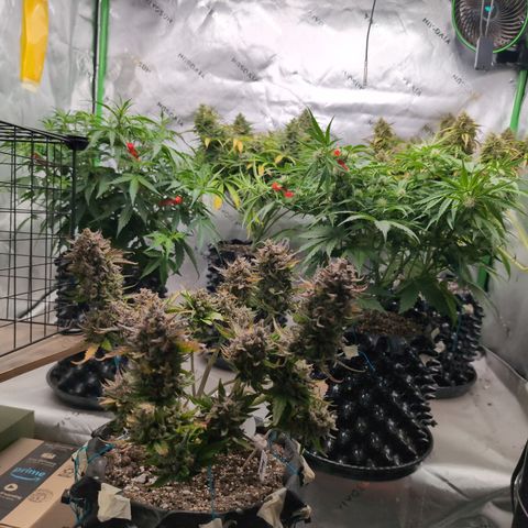 Agnes - Afgooey, (The Seed Fair), 28%, 30/70, (71d/74d/7-9w)459w/ growlog timeline photo