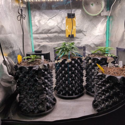 Agnes - Afgooey, (The Seed Fair), 28%, 30/70, (71d/74d/7-9w)459w/ growlog timeline photo