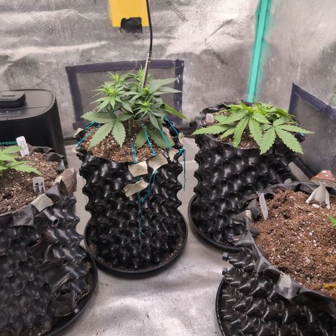 Agnes - Afgooey, (The Seed Fair), 28%, 30/70, (71d/74d/7-9w)459w/ growlog timeline photo