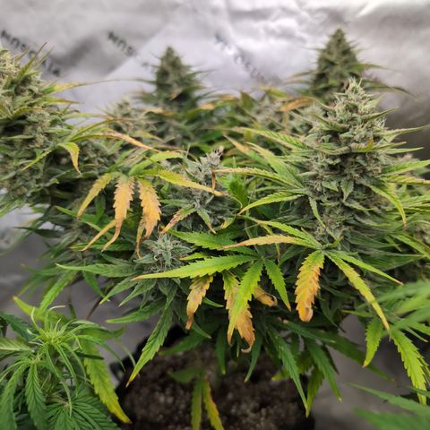 Agnes - Afgooey, (The Seed Fair), 28%, 30/70, (71d/74d/7-9w)459w/ growlog timeline photo