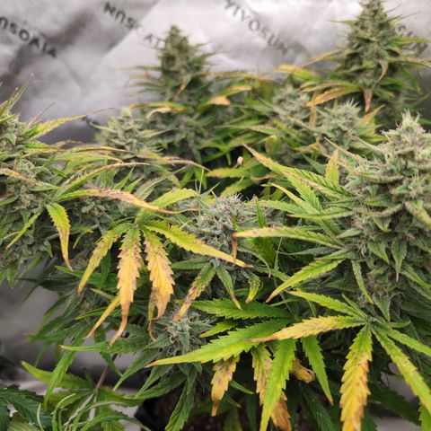Agnes - Afgooey, (The Seed Fair), 28%, 30/70, (71d/74d/7-9w)459w/ growlog timeline photo