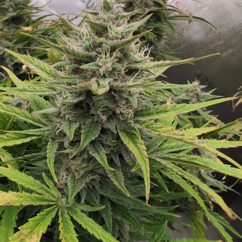 Agnes - Afgooey, (The Seed Fair), 28%, 30/70, (71d/74d/7-9w)459w/ growlog timeline photo
