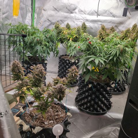Agnes - Afgooey, (The Seed Fair), 28%, 30/70, (71d/74d/7-9w)459w/ growlog timeline photo