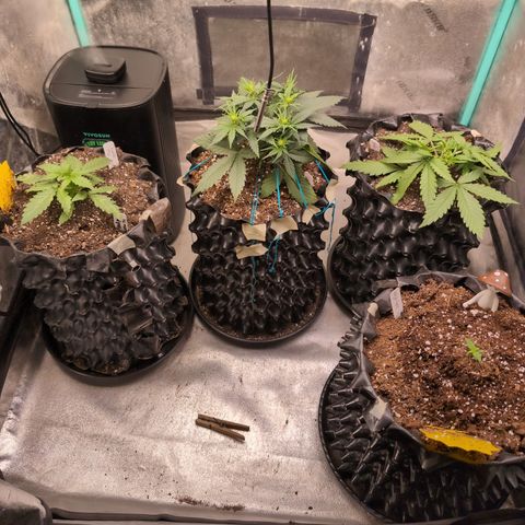 Agnes - Afgooey, (The Seed Fair), 28%, 30/70, (71d/74d/7-9w)459w/ growlog timeline photo