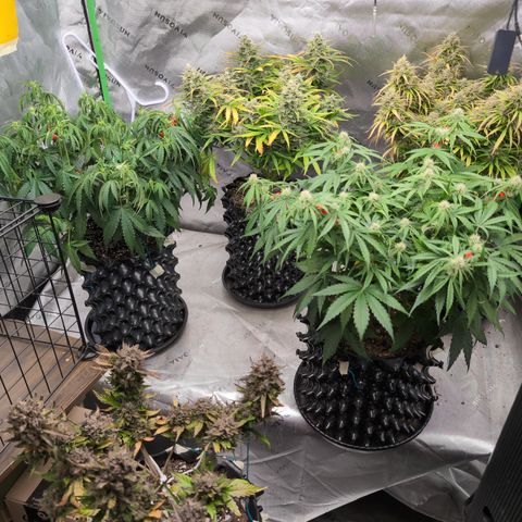 Agnes - Afgooey, (The Seed Fair), 28%, 30/70, (71d/74d/7-9w)459w/ growlog timeline photo