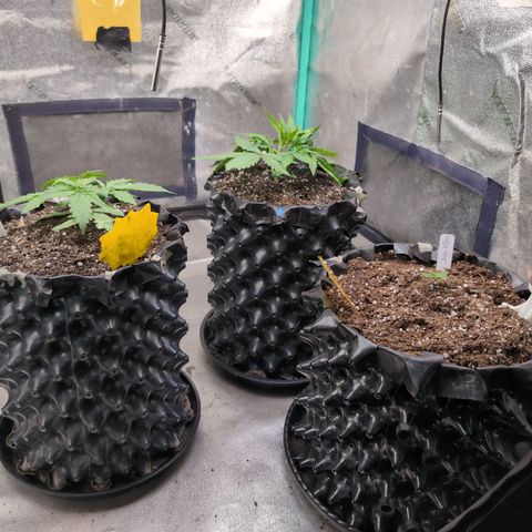 Agnes - Afgooey, (The Seed Fair), 28%, 30/70, (71d/74d/7-9w)459w/ growlog timeline photo