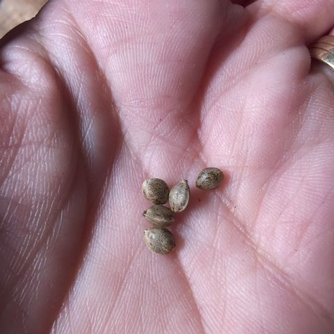 Agnes - Afgooey, (The Seed Fair), 28%, 30/70, (71d/74d/7-9w)459w/ growlog timeline photo