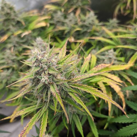 Agnes - Afgooey, (The Seed Fair), 28%, 30/70, (71d/74d/7-9w)459w/ growlog timeline photo