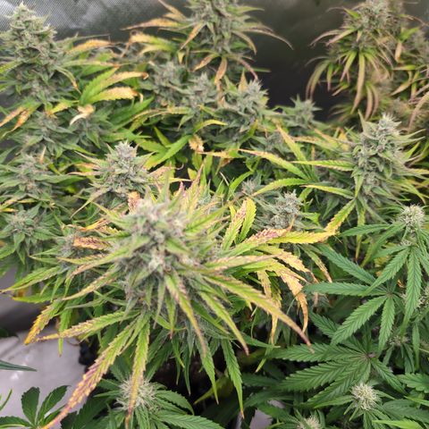 Agnes - Afgooey, (The Seed Fair), 28%, 30/70, (71d/74d/7-9w)459w/ growlog timeline photo