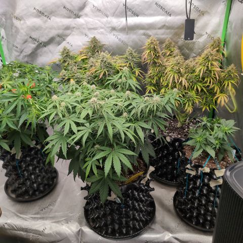 Agnes - Afgooey, (The Seed Fair), 28%, 30/70, (71d/74d/7-9w)459w/ growlog timeline photo