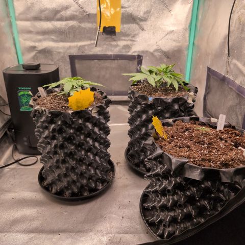 Agnes - Afgooey, (The Seed Fair), 28%, 30/70, (71d/74d/7-9w)459w/ growlog timeline photo