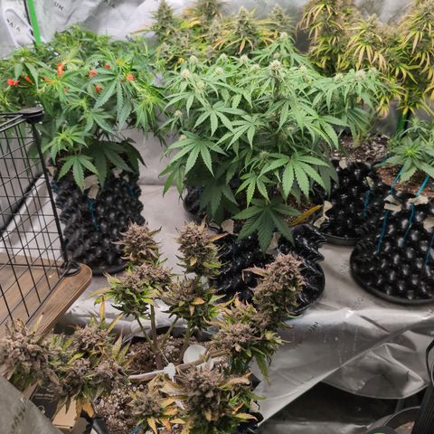 Agnes - Afgooey, (The Seed Fair), 28%, 30/70, (71d/74d/7-9w)459w/ growlog timeline photo