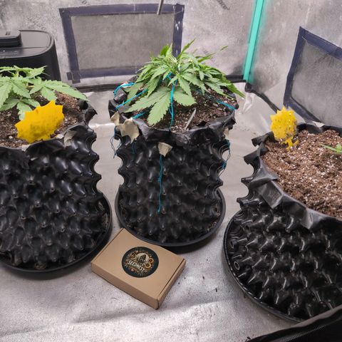 Agnes - Afgooey, (The Seed Fair), 28%, 30/70, (71d/74d/7-9w)459w/ growlog timeline photo