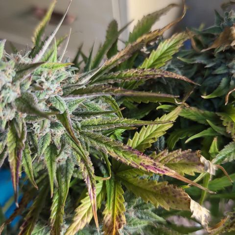 Agnes - Afgooey, (The Seed Fair), 28%, 30/70, (71d/74d/7-9w)459w/ growlog timeline photo