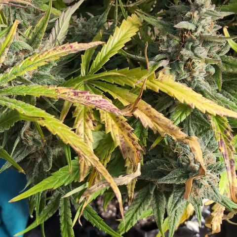 Agnes - Afgooey, (The Seed Fair), 28%, 30/70, (71d/74d/7-9w)459w/ growlog timeline photo