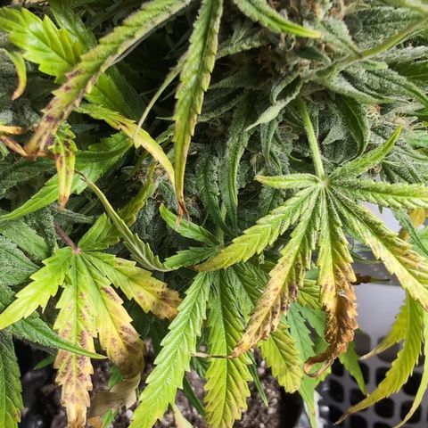 Agnes - Afgooey, (The Seed Fair), 28%, 30/70, (71d/74d/7-9w)459w/ growlog timeline photo